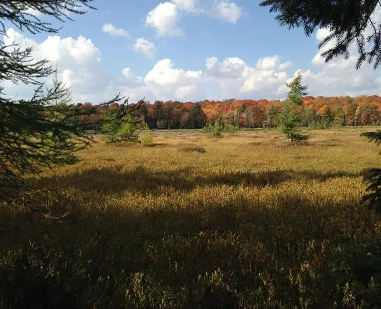 Benefits Of Hunting The Wilderness Reserve