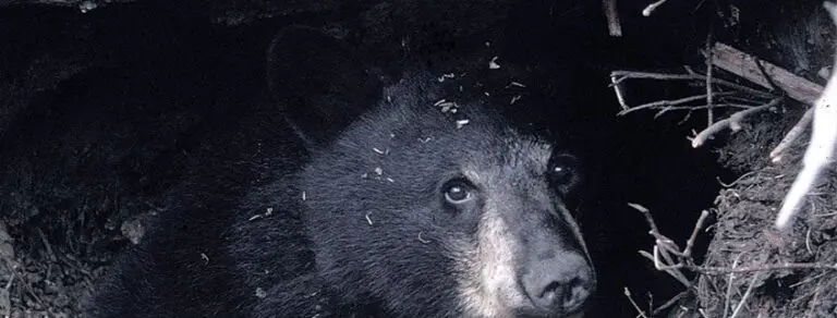 Black Bear Hibernating