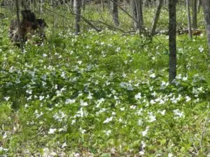 Trilliums The Gentle Beauty Of Northwoods Wildflowers