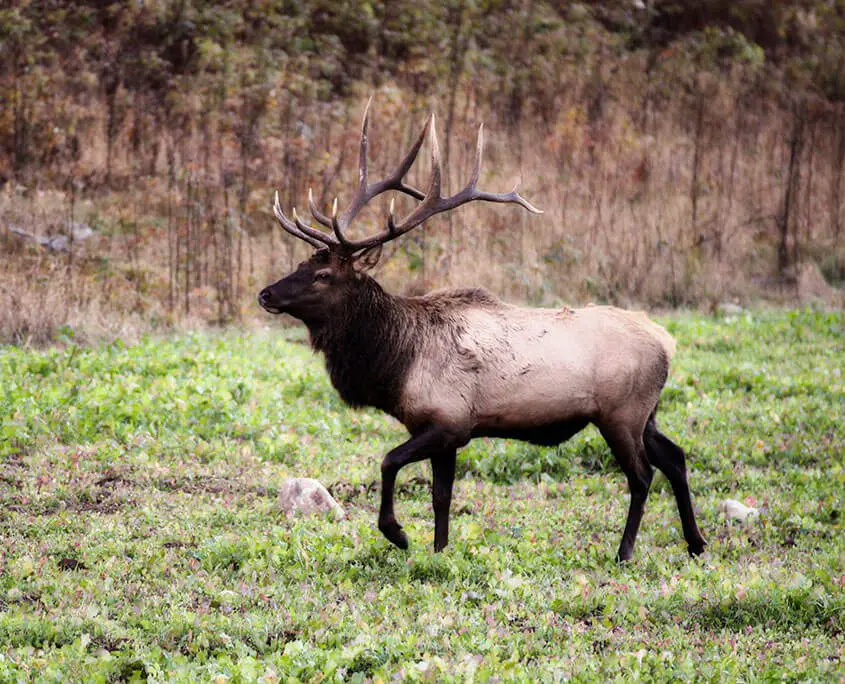 Rocky Mountain Elk Hunting