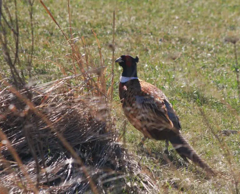 Successful Pheasant Hunting Northern Wisconsin