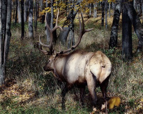 Benefits of preserve hunting elk