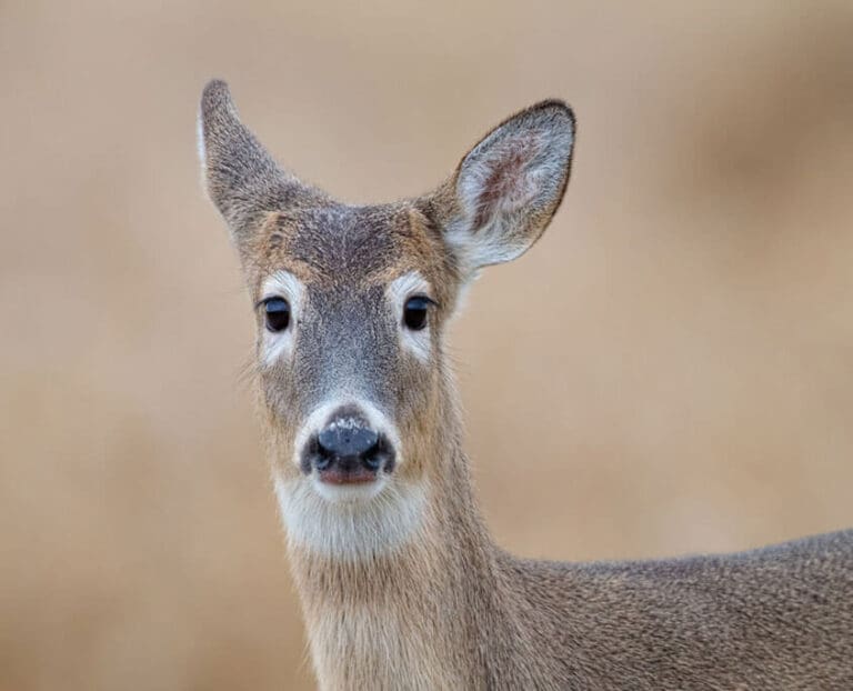 Mastering Quiet Hunt For Whitetails
