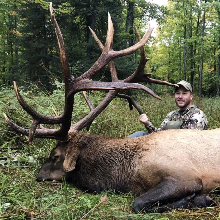 Bull Elk