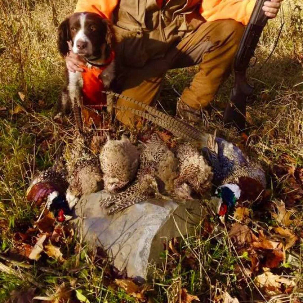 Pheasant Hunts