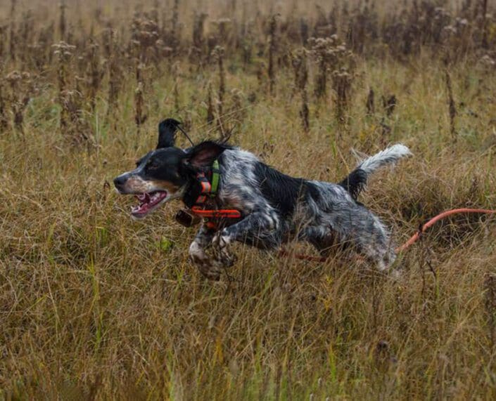 Hunting Dog Training at The Wilderness Reserve Hunting Dog Training at The Wilderness Reserve