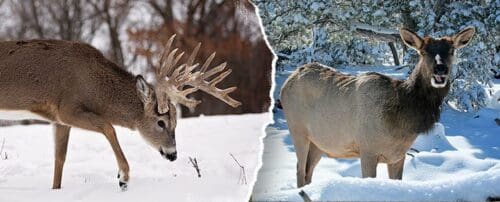 Trophy whitetail buck and elk combo hunting trip