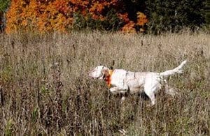 Preserve hunting Wisconsin pheasant 